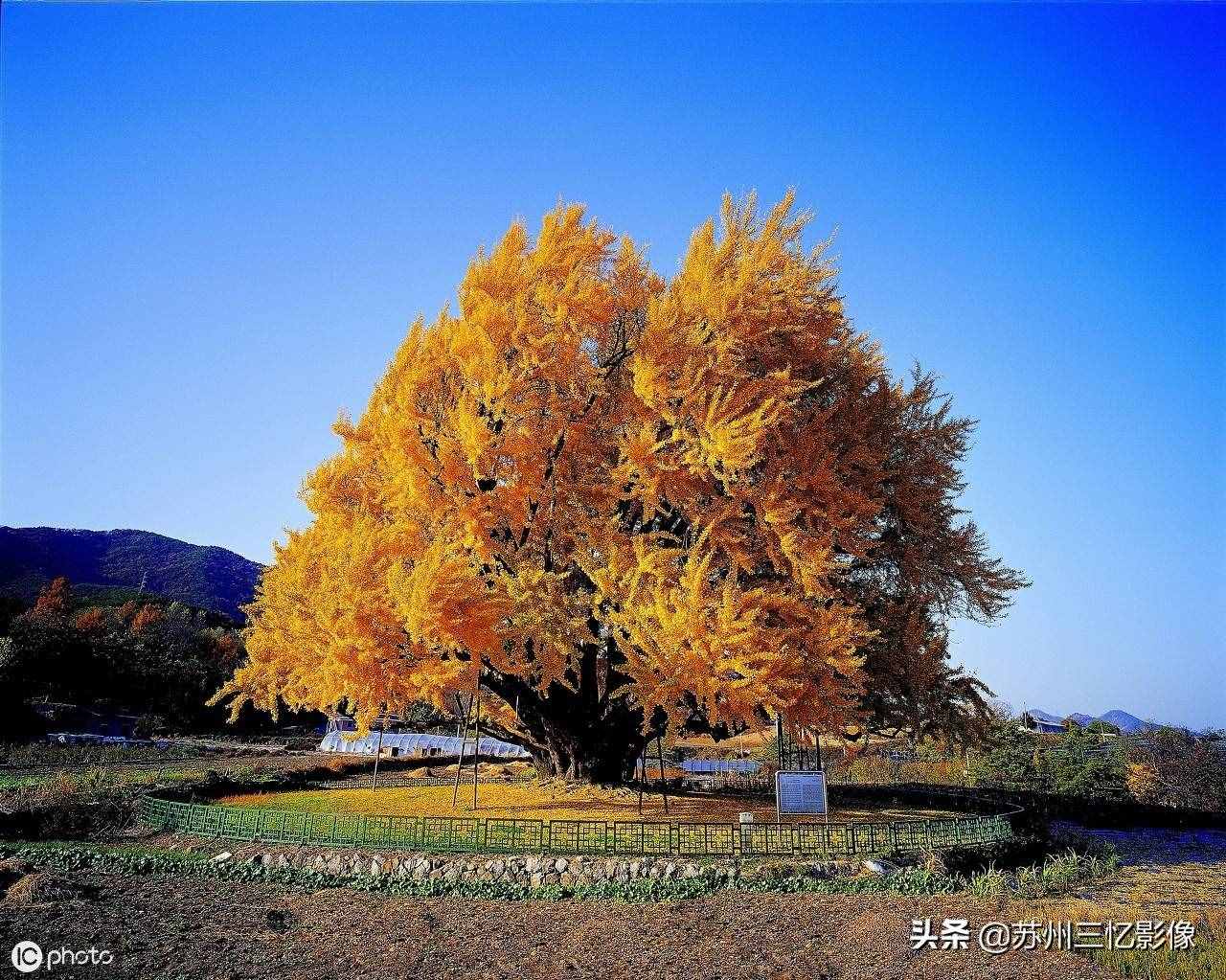 精選16株秋天最美的樹(shù)，不知道有沒(méi)有你喜歡的？