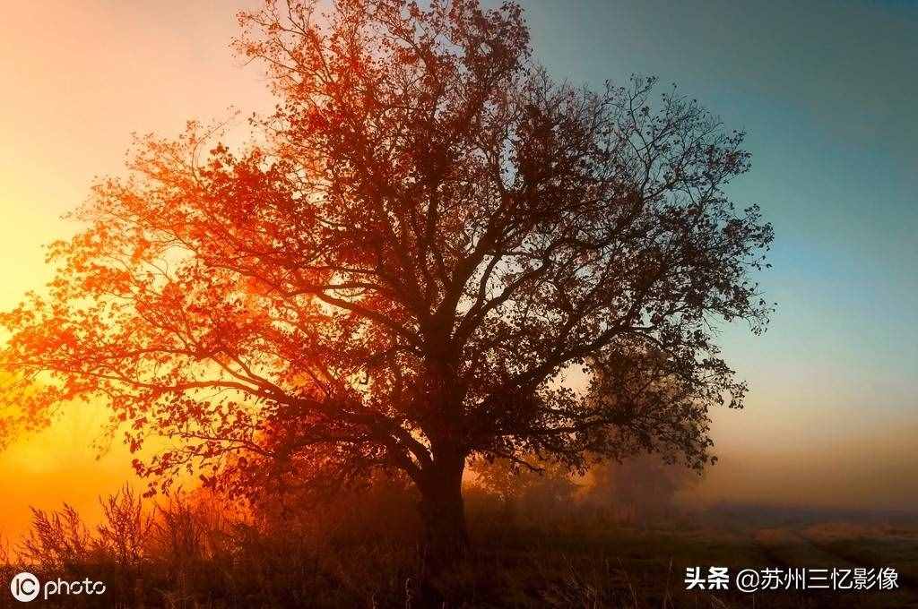 精選16株秋天最美的樹(shù)，不知道有沒(méi)有你喜歡的？