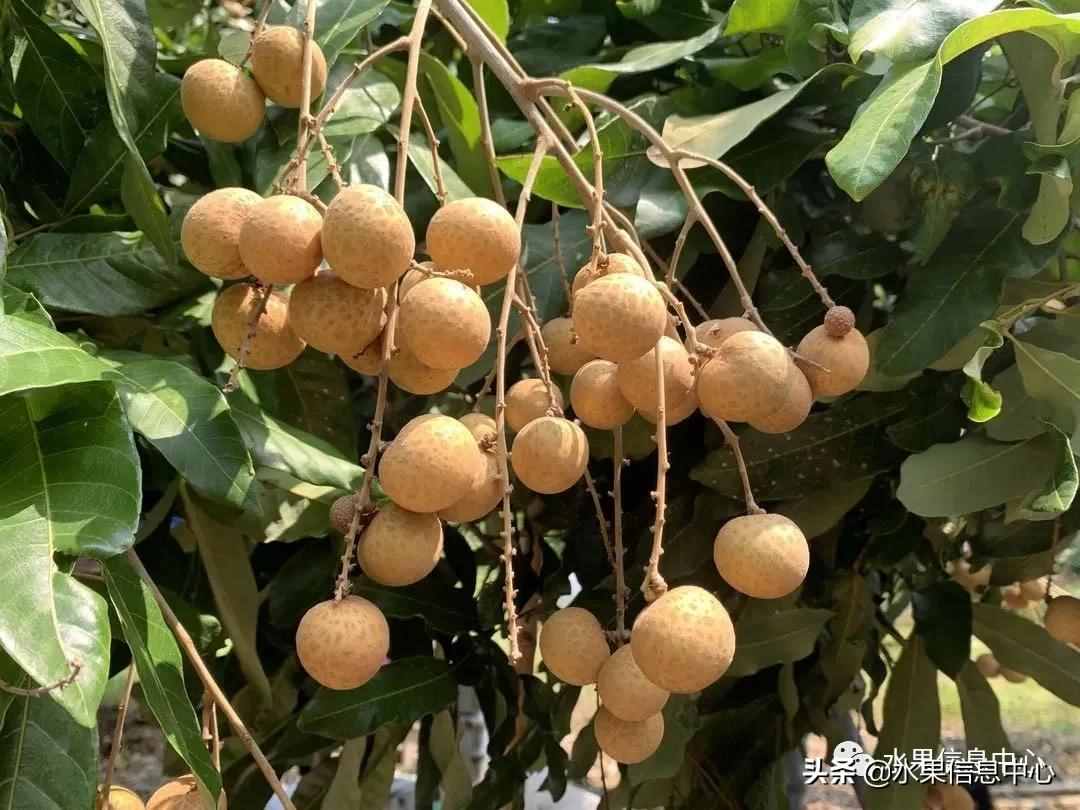 一份全國(guó)龍眼產(chǎn)地地圖及品種