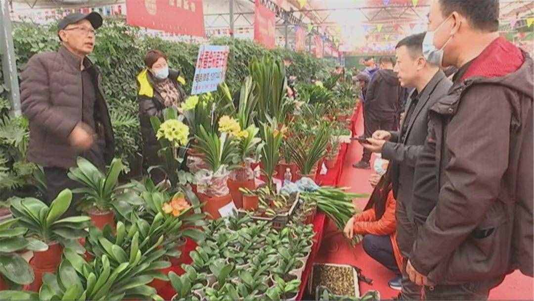 @長(zhǎng)春人 周末來(lái)這逛 絕美君子蘭匯聚一堂