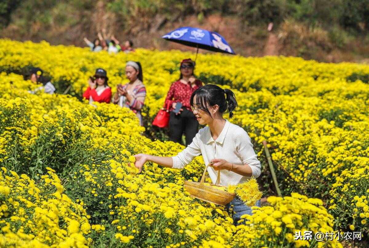 現(xiàn)在農(nóng)村種什么前景好？這6個(gè)種植賺錢項(xiàng)目，很適合你在農(nóng)村創(chuàng)業(yè)