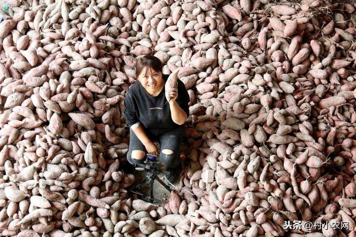 現(xiàn)在農(nóng)村種什么前景好？這6個(gè)種植賺錢項(xiàng)目，很適合你在農(nóng)村創(chuàng)業(yè)