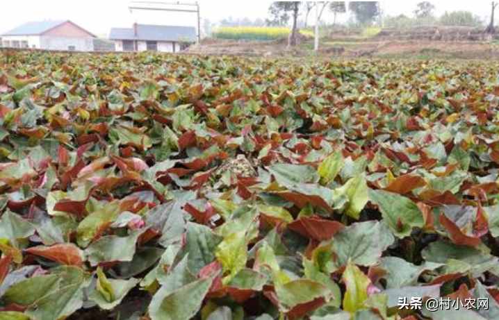 現(xiàn)在農(nóng)村種什么前景好？這6個(gè)種植賺錢項(xiàng)目，很適合你在農(nóng)村創(chuàng)業(yè)