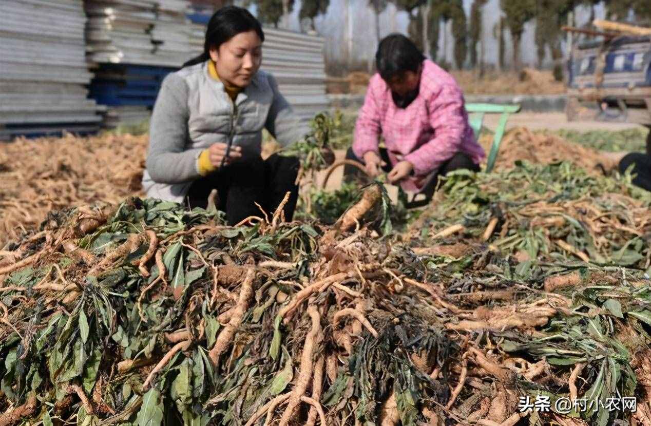 現(xiàn)在農(nóng)村種什么前景好？這6個(gè)種植賺錢項(xiàng)目，很適合你在農(nóng)村創(chuàng)業(yè)