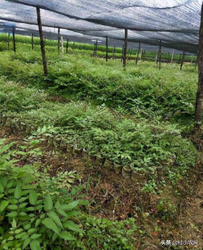 現(xiàn)在農(nóng)村種什么前景好？這6個(gè)種植賺錢項(xiàng)目，很適合你在農(nóng)村創(chuàng)業(yè)