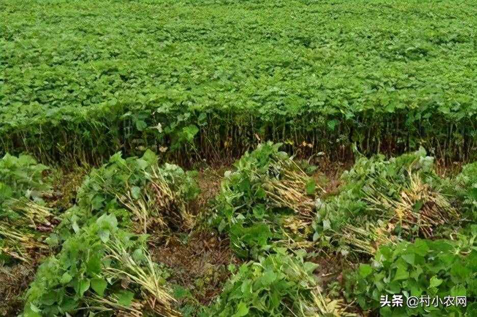 現(xiàn)在農(nóng)村種什么前景好？這6個(gè)種植賺錢項(xiàng)目，很適合你在農(nóng)村創(chuàng)業(yè)