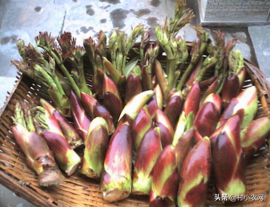 現(xiàn)在農(nóng)村種什么前景好？這6個(gè)種植賺錢項(xiàng)目，很適合你在農(nóng)村創(chuàng)業(yè)