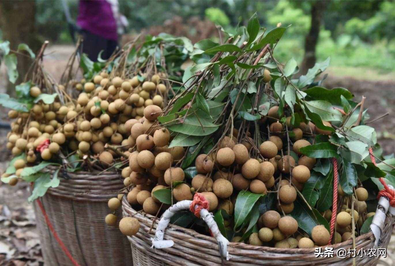 現(xiàn)在農(nóng)村種什么前景好？這6個(gè)種植賺錢項(xiàng)目，很適合你在農(nóng)村創(chuàng)業(yè)