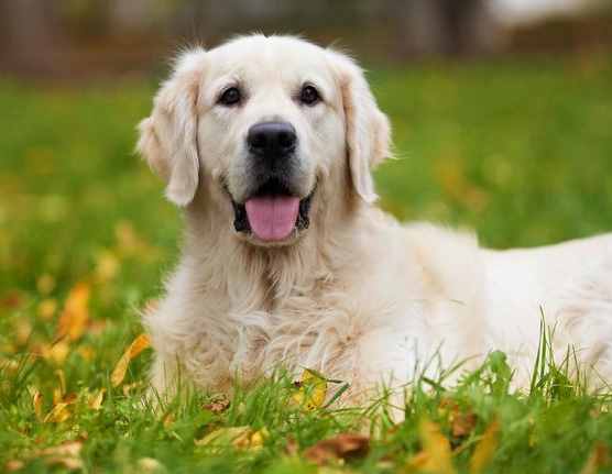 讓我告訴你，一只純種的“金毛犬”大概多少錢，別買貴了