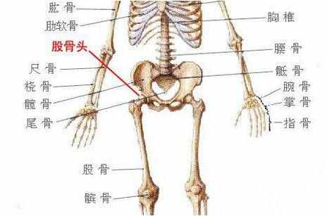 細(xì)說股骨頭