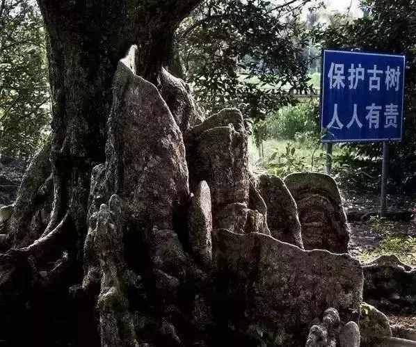 深圳最后的原始凈土——壩光村