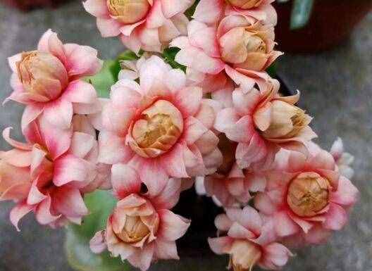 長壽花