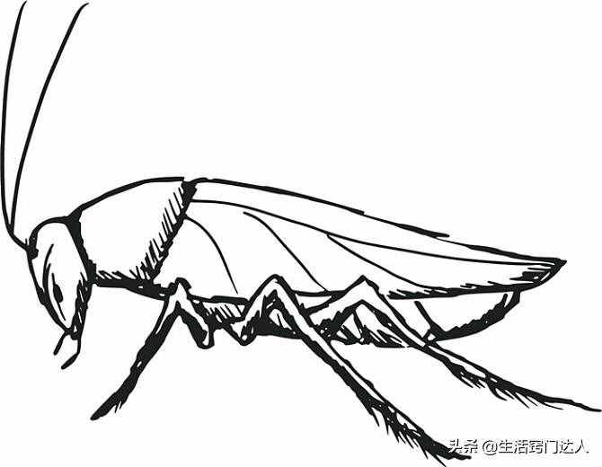 蟑螂藥一定不要買(mǎi)，角落里放碗水，整個(gè)蟑螂家族連根拔起，試試吧