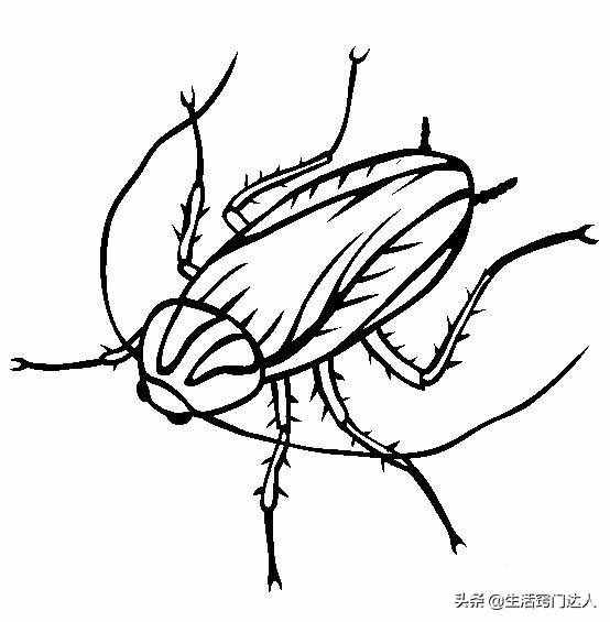 蟑螂藥一定不要買(mǎi)，角落里放碗水，整個(gè)蟑螂家族連根拔起，試試吧
