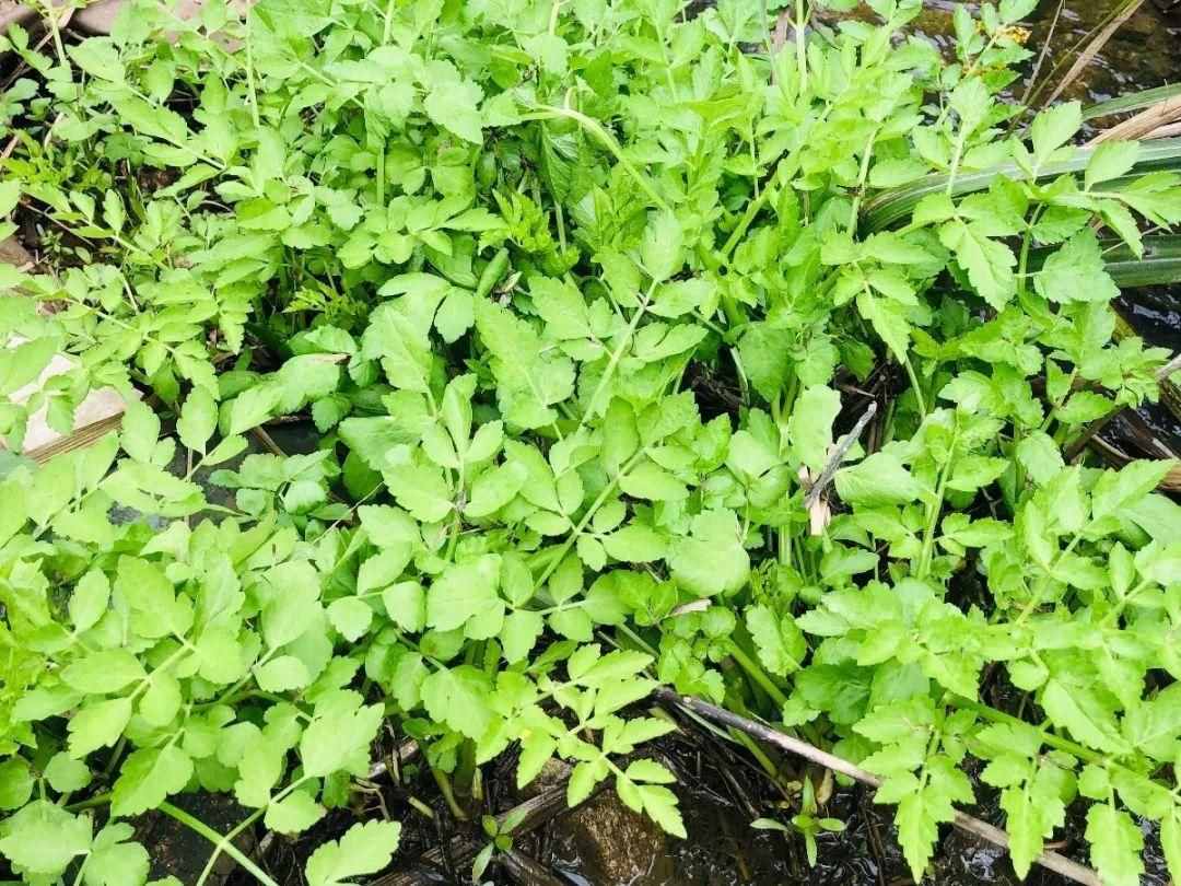 66種野菜辨別圖，再不挖點嘗嘗，下個月就老了！