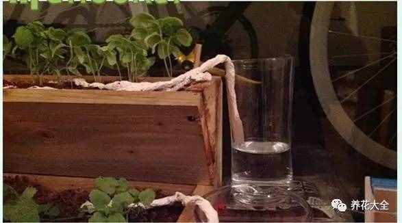 自制自動(dòng)花卉澆水器，十一去的在再遠(yuǎn)都不用擔(dān)心花會(huì)干！