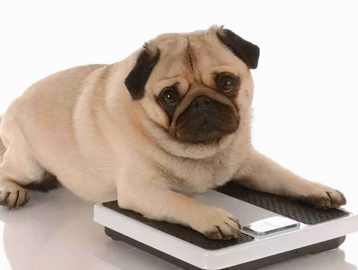 巴哥犬好養(yǎng)嗎？
