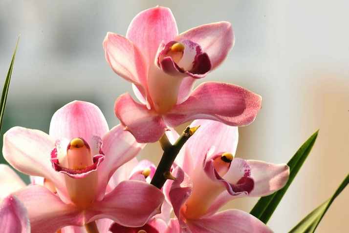 蘭花的養(yǎng)殖方法和注意事項(xiàng)