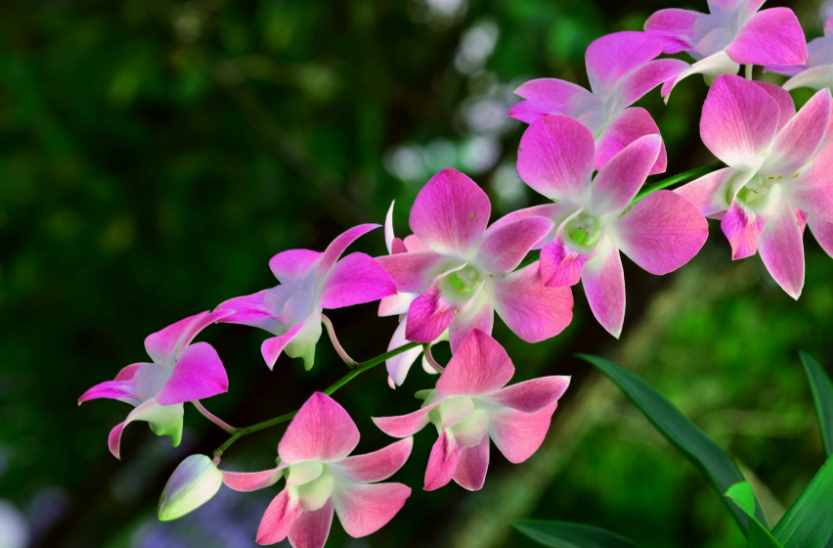 蘭花的養(yǎng)殖方法和注意事項(xiàng)