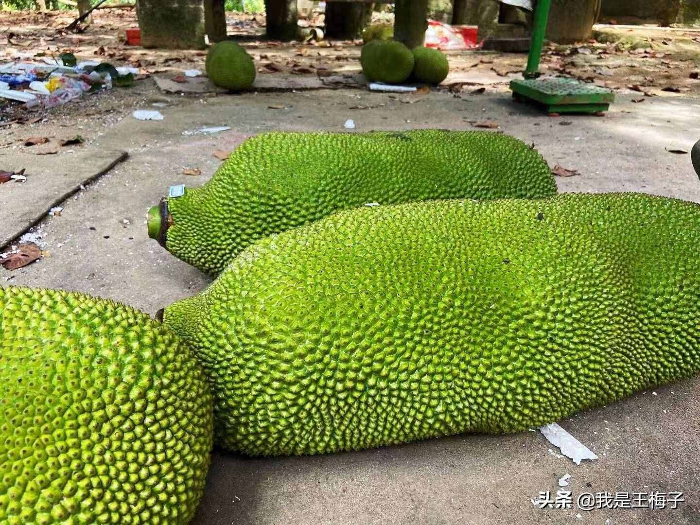 只要掌握菠蘿蜜的正確剝法，像削蘋果一樣簡單，不難處理也不粘手