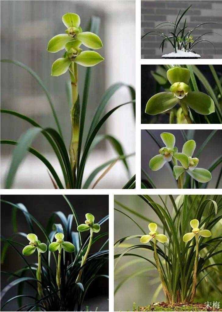 蘭花的這30個(gè)品種，價(jià)值高還稀有，比玉石字畫(huà)都貴