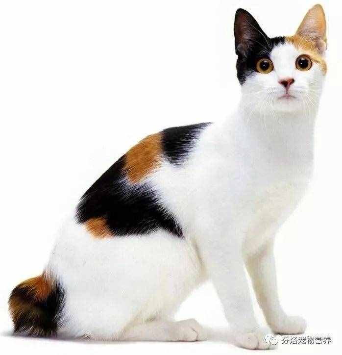 最全貓咪品種資料清單，請(qǐng)您查收