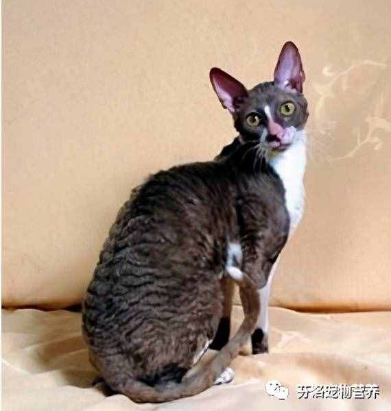 最全貓咪品種資料清單，請(qǐng)您查收