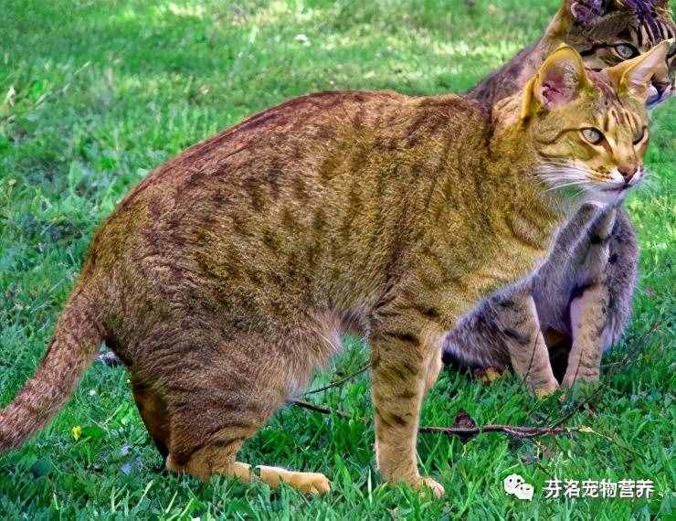 最全貓咪品種資料清單，請(qǐng)您查收