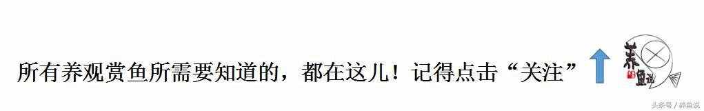 魚缸臟了，怎么清潔比較簡單高效？