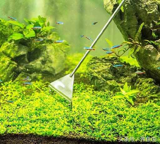 魚缸臟了，怎么清潔比較簡單高效？