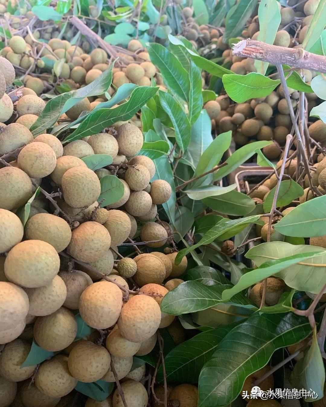 一份全國龍眼產地地圖及品種