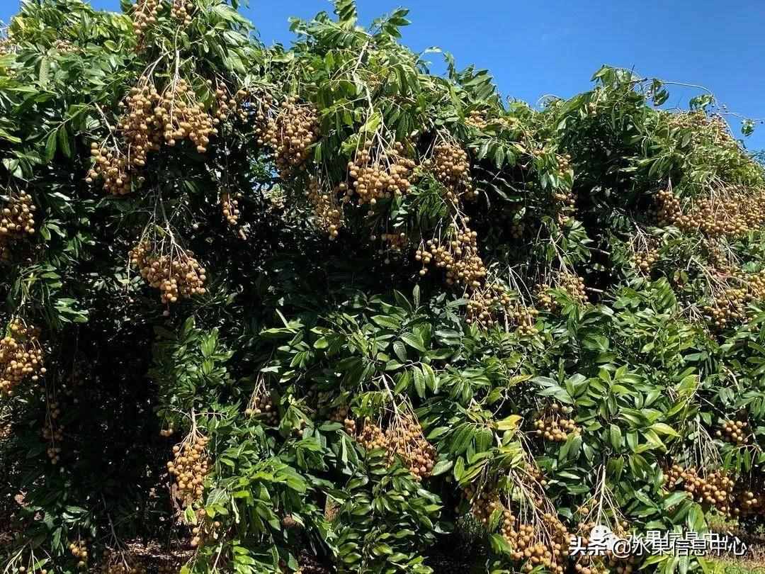 一份全國龍眼產地地圖及品種