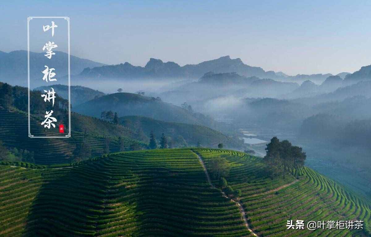 大紅袍是什么茶？大紅袍是紅茶嗎？你是不是經(jīng)常犯這個錯誤