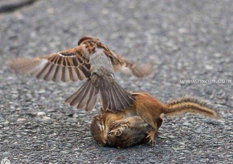 夢見勸架