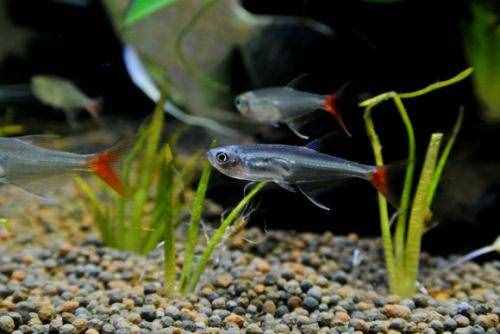 喜歡身體透明小型觀賞魚的魚友，不能錯(cuò)過這篇文章