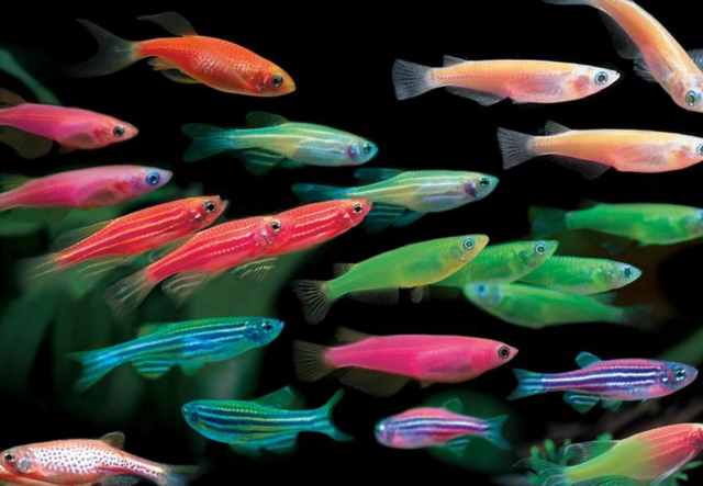 喜歡身體透明小型觀賞魚的魚友，不能錯(cuò)過這篇文章