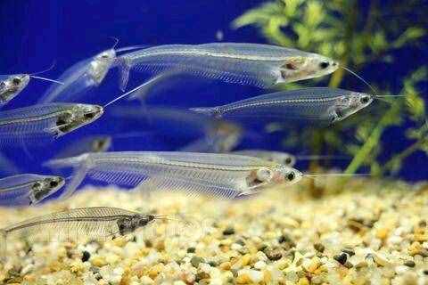 喜歡身體透明小型觀賞魚的魚友，不能錯(cuò)過這篇文章