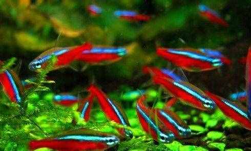 喜歡身體透明小型觀賞魚的魚友，不能錯(cuò)過這篇文章