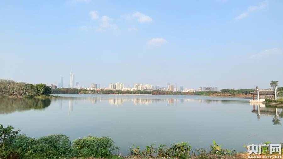 藏在城市中央“會呼吸的水”！世界濕地日“打卡”廣州海珠湖