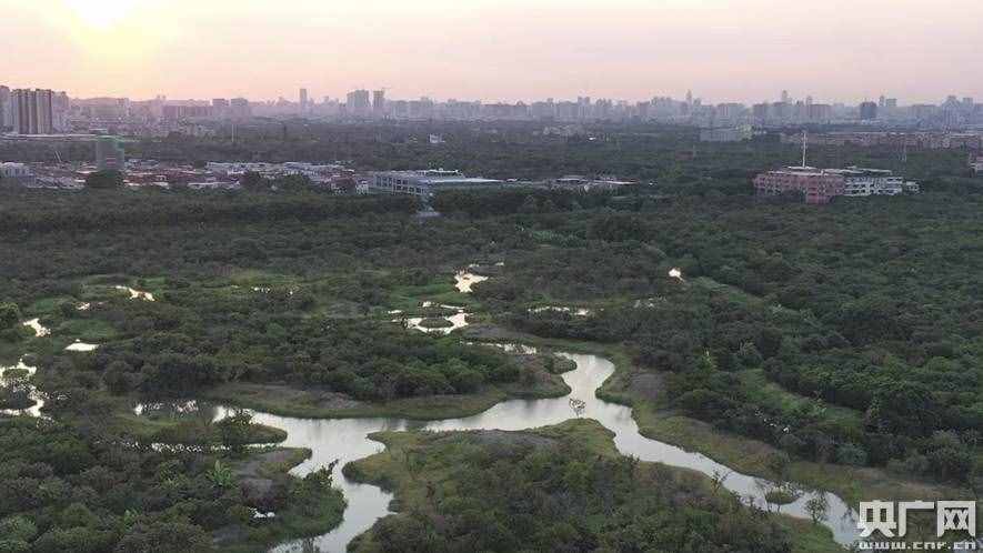 藏在城市中央“會呼吸的水”！世界濕地日“打卡”廣州海珠湖