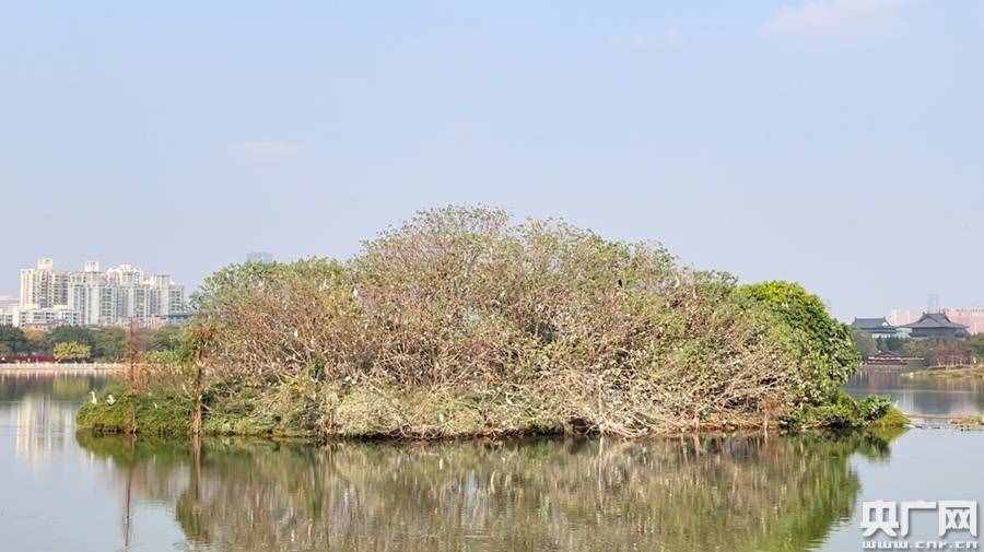 藏在城市中央“會呼吸的水”！世界濕地日“打卡”廣州海珠湖