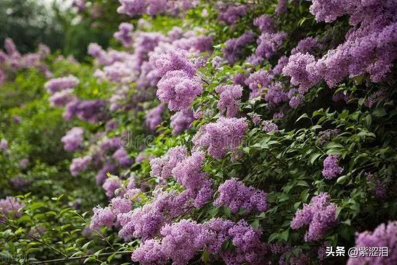 《丁香花》的故事