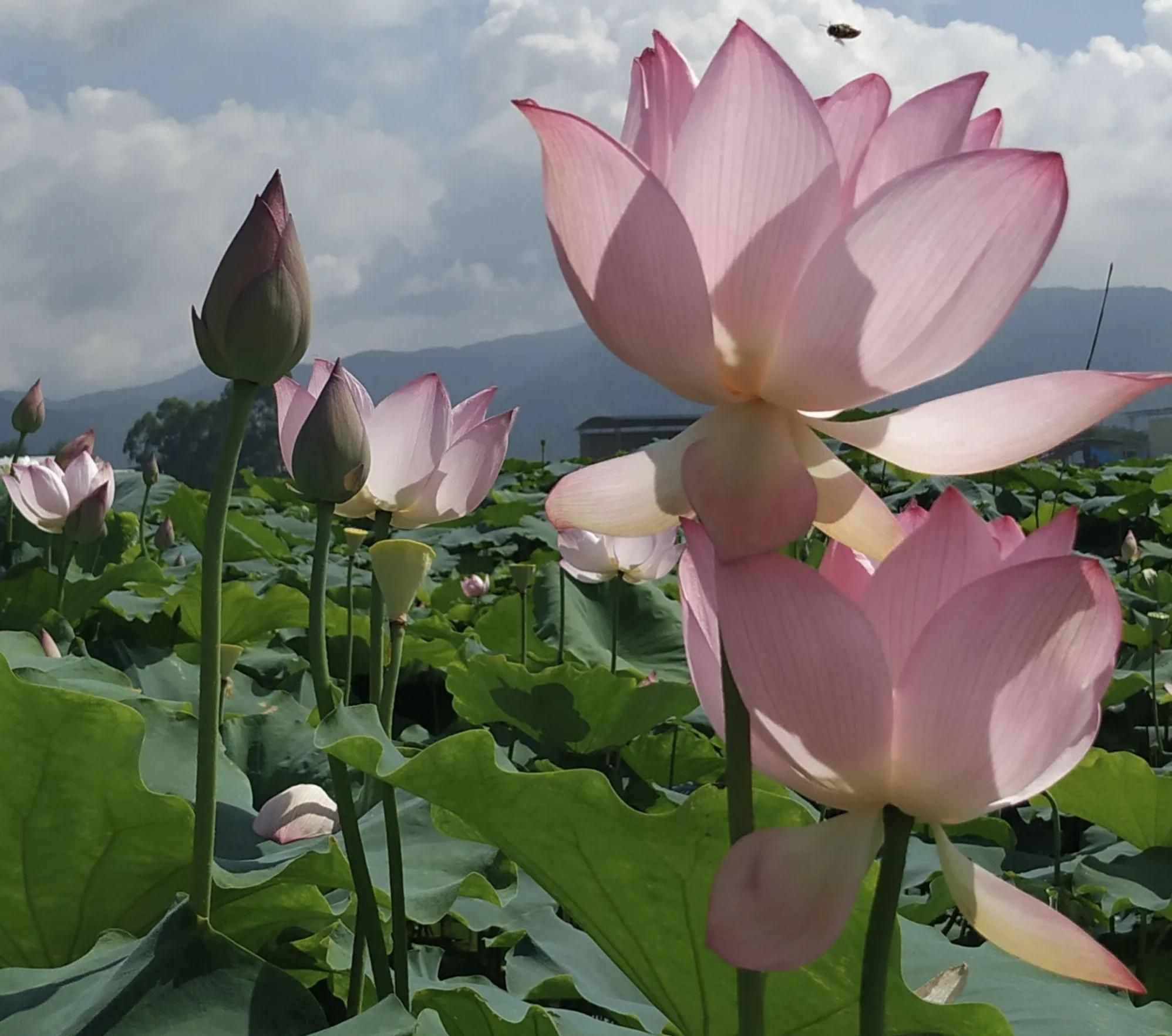 關(guān)于律詩的幾點(diǎn)常識分享