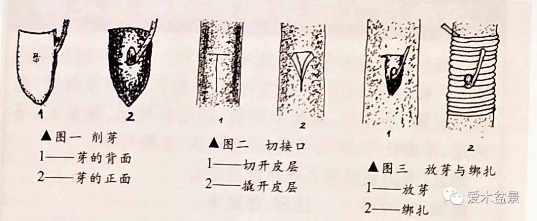 梅花盆景快速制作技術(shù)