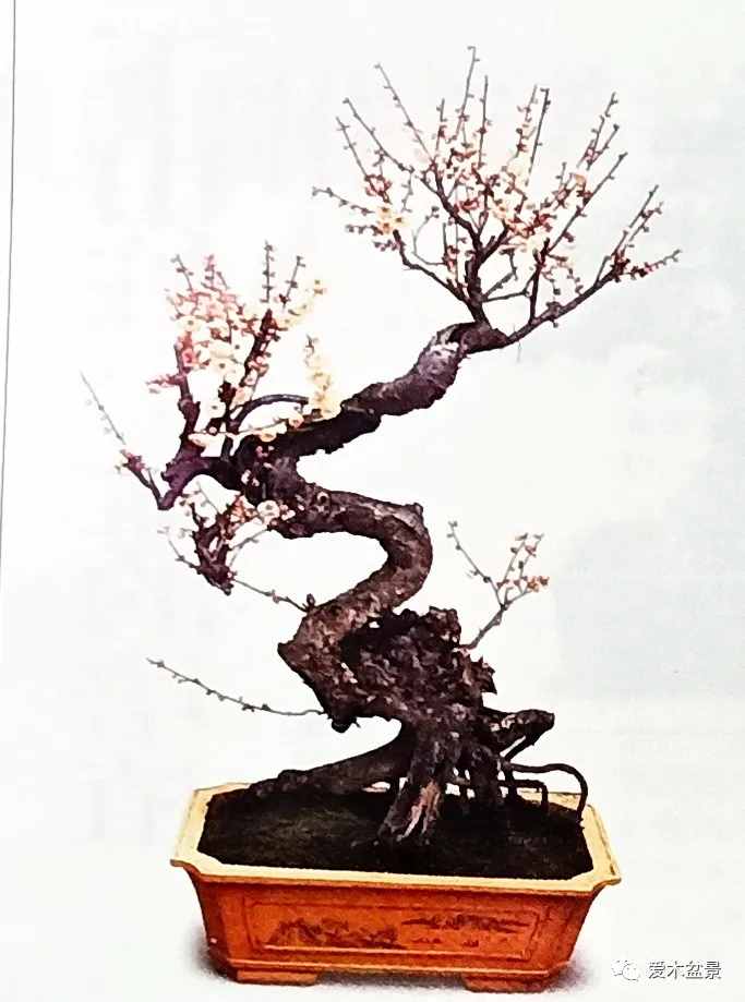 梅花盆景快速制作技術(shù)