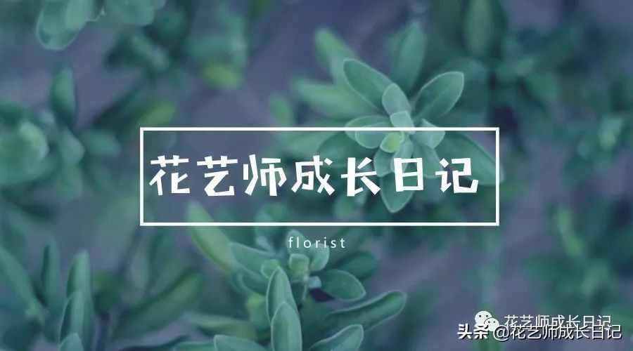 從1-9394朵玫瑰花語加圖片大全，送花，原來這么多講究！