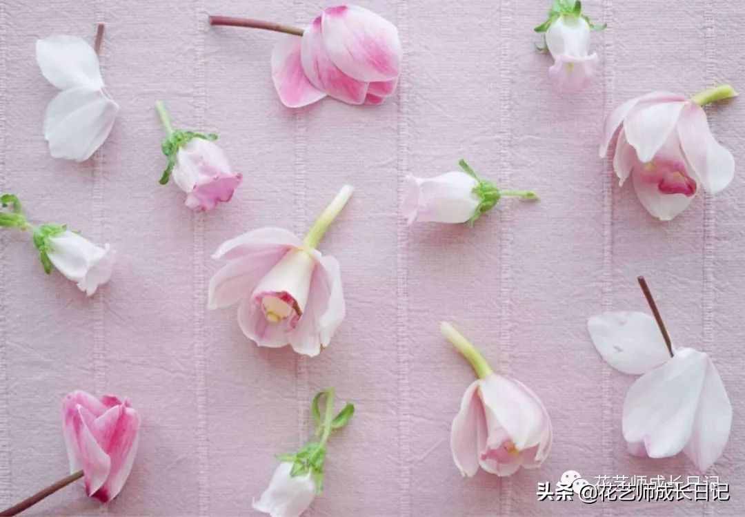 從1-9394朵玫瑰花語加圖片大全，送花，原來這么多講究！