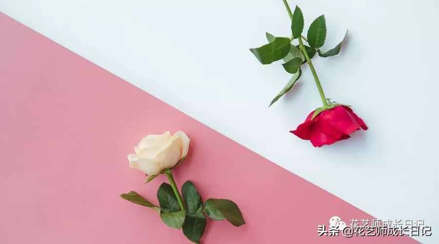 從1-9394朵玫瑰花語加圖片大全，送花，原來這么多講究！