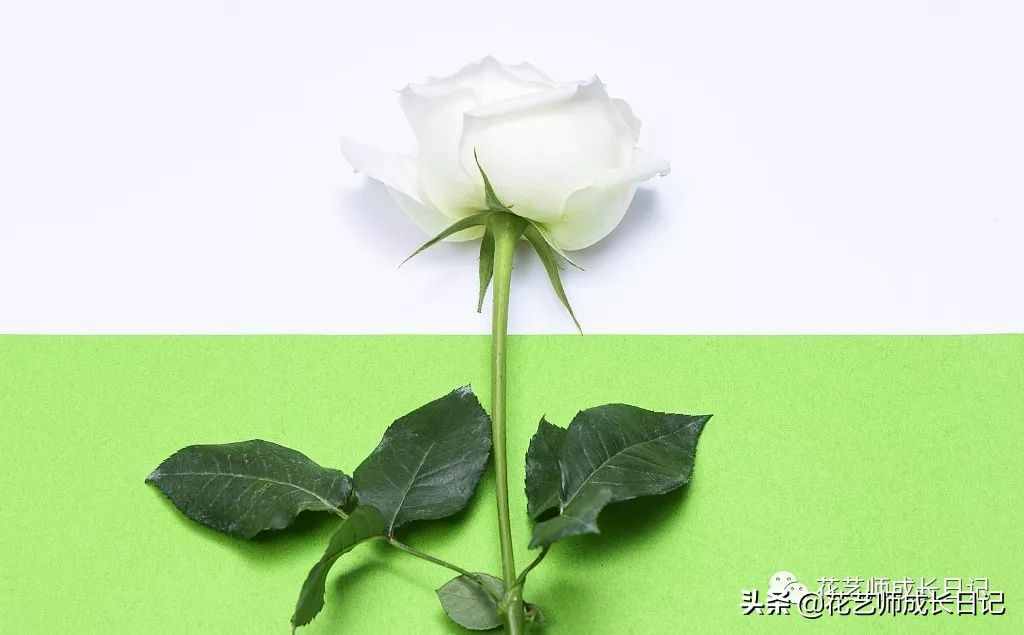 從1-9394朵玫瑰花語加圖片大全，送花，原來這么多講究！