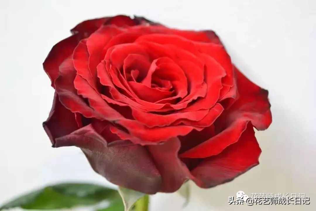 從1-9394朵玫瑰花語加圖片大全，送花，原來這么多講究！